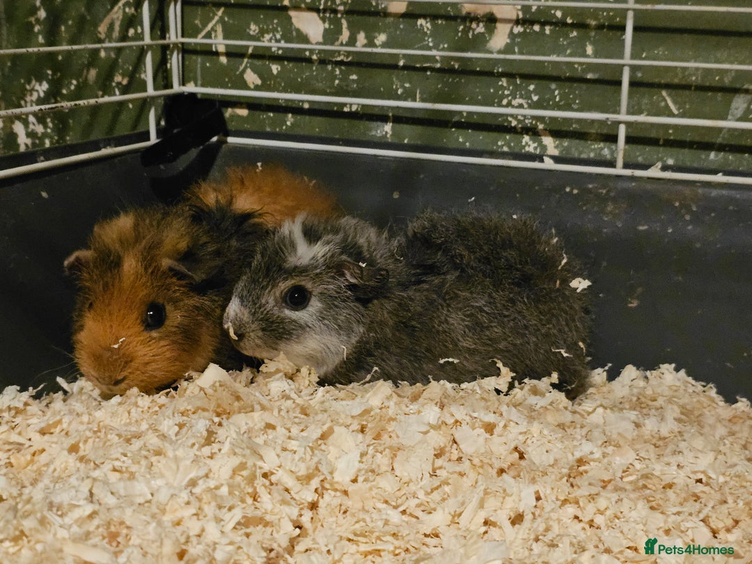 Guinea Pig rodents for sale: Stunning guinea pigs available (brothers) - Advert 1