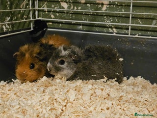 Guinea Pig rodents Stunning guinea pigs available (brothers) - Advert 1