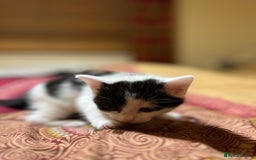 Mixed Breed cats for sale: 5 kittens looking for forever home  - Image 9