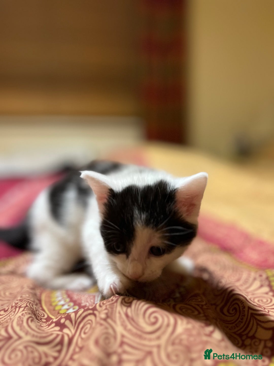 Mixed Breed cats for sale: 5 kittens looking for forever home  - Image 9