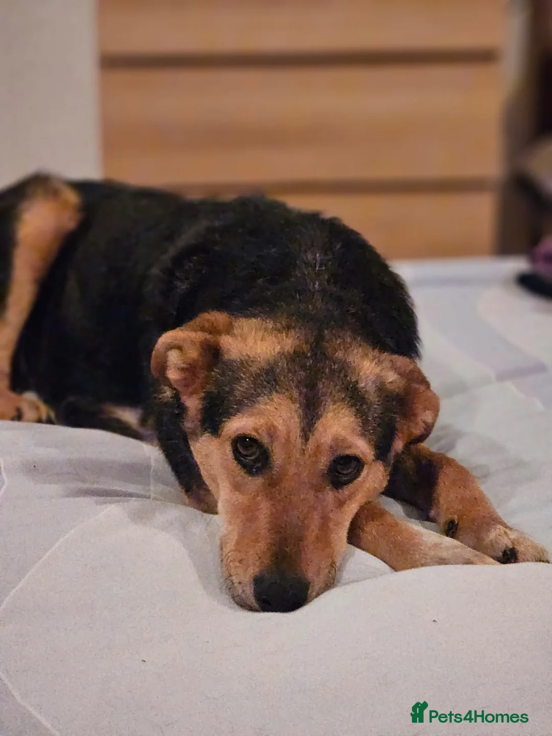 Mixed Breed dogs for adoption: 🐾 Meet Larisa - a gentle girl for a Loving Home💛 - Advert 26