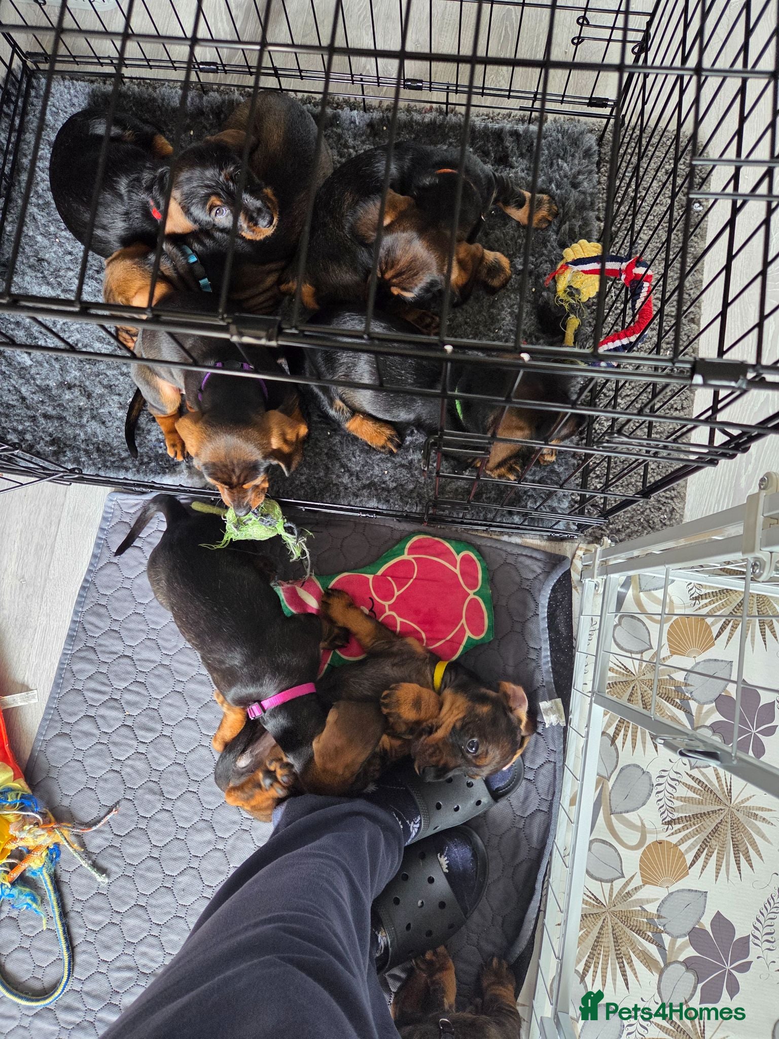 Dachshund dogs for sale: READY TO LEAVE Standard Dachshund Puppies💐 - Advert 1