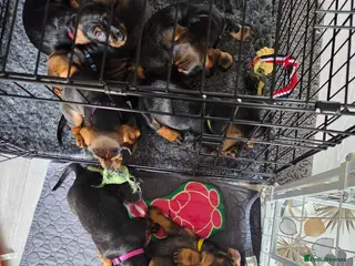 Dachshund dogs for sale: READY TO LEAVE Standard Dachshund Puppies💐 - Advert 1
