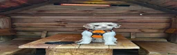 Cavapoo dogs for stud: (PROVEN) F1 Chocolate Parti -Merle Carrier- Stud  - Advert 5