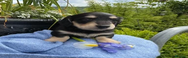 Miniature Dachshund Puppy 3