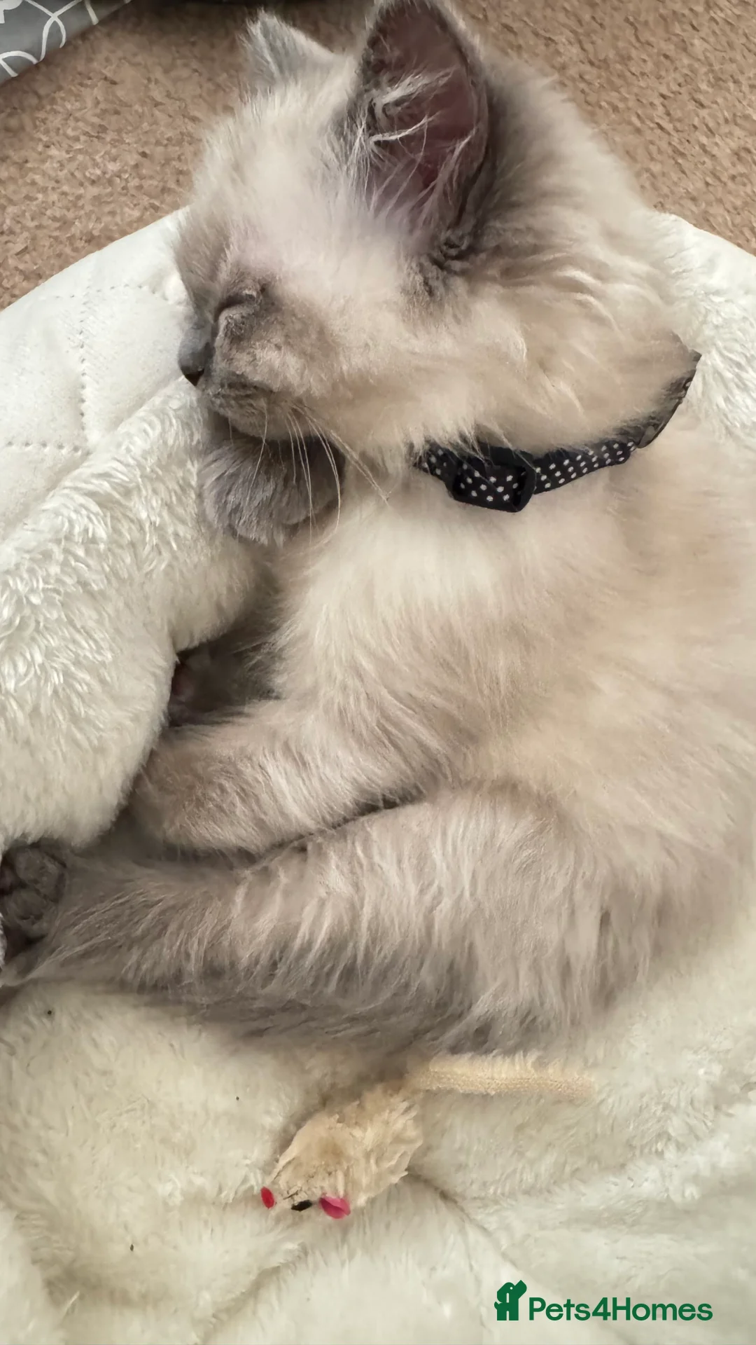 Ragdoll cats for sale: Handsome Ragdoll Male – 1 Year Old – £500 in Bristol - Advert 8