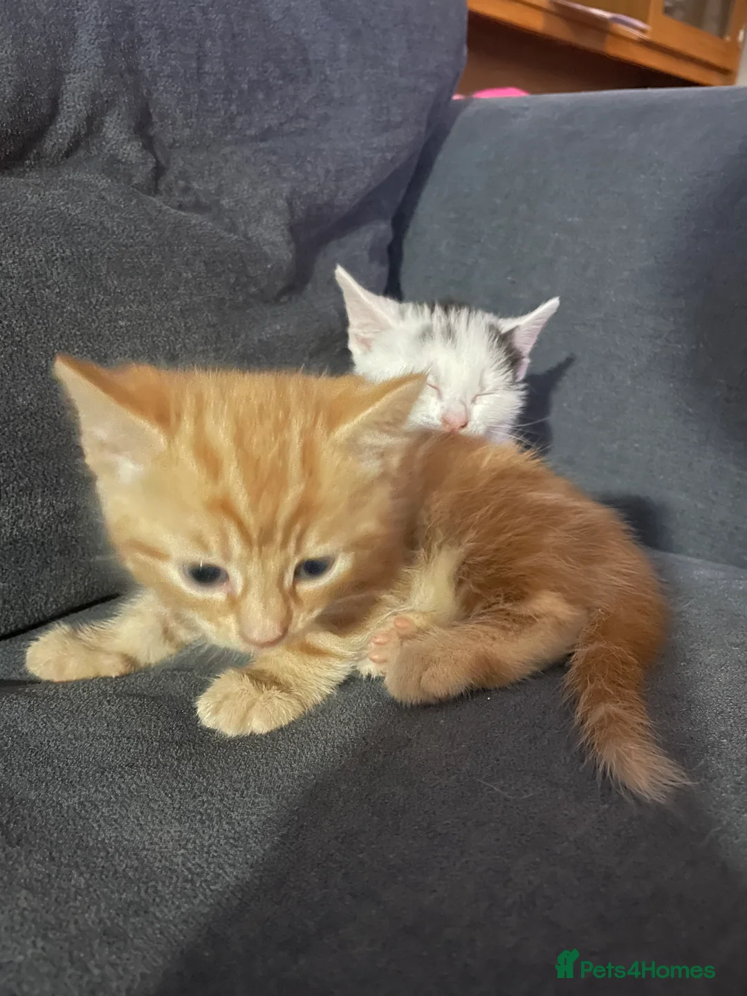 Mixed Breed cats for sale: Two little kittens  - Advert 2