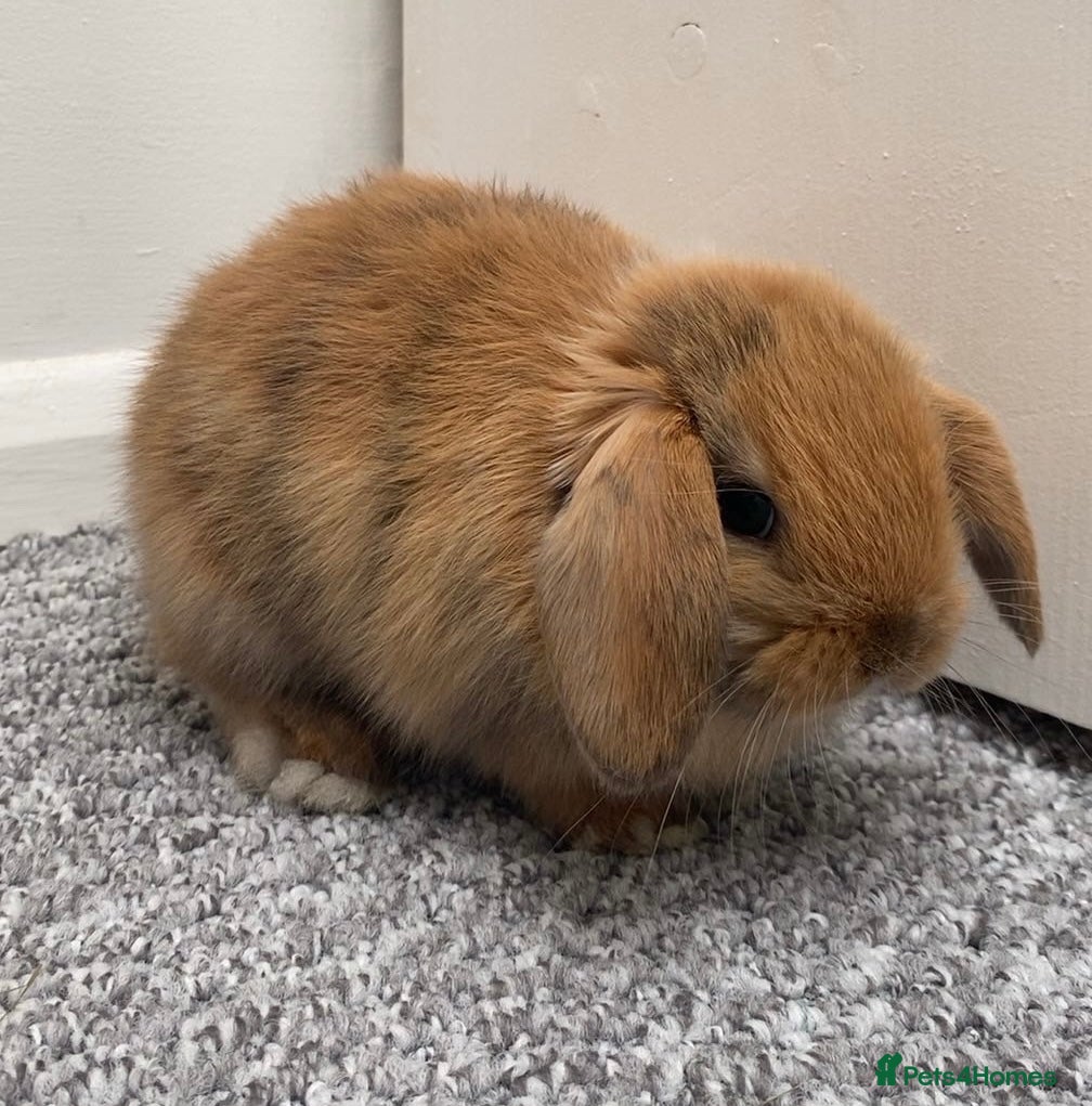 Mini Lop rabbits 2 BOYS LEFT! Mini Lop Babies Ready To Reserve  - Advert 21