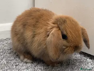 Mini Lop rabbits 2 BOYS LEFT! Mini Lop Babies Ready To Reserve - Advert 21