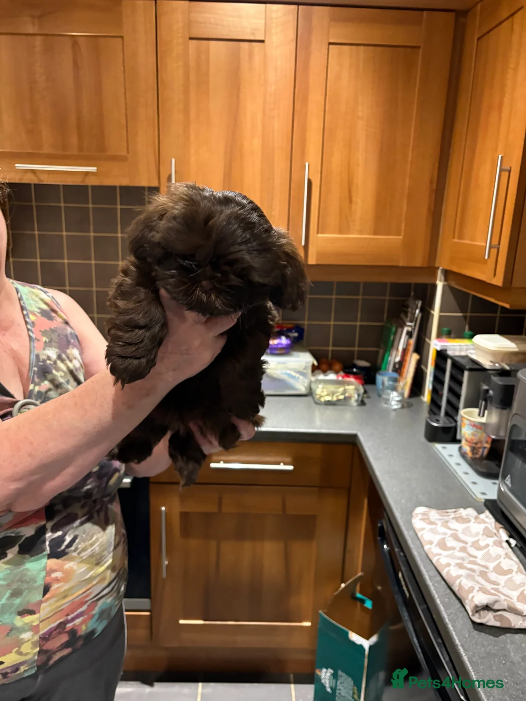 Shih Tzu dogs for sale: ALL SOLD THANK YOU - Advert 9