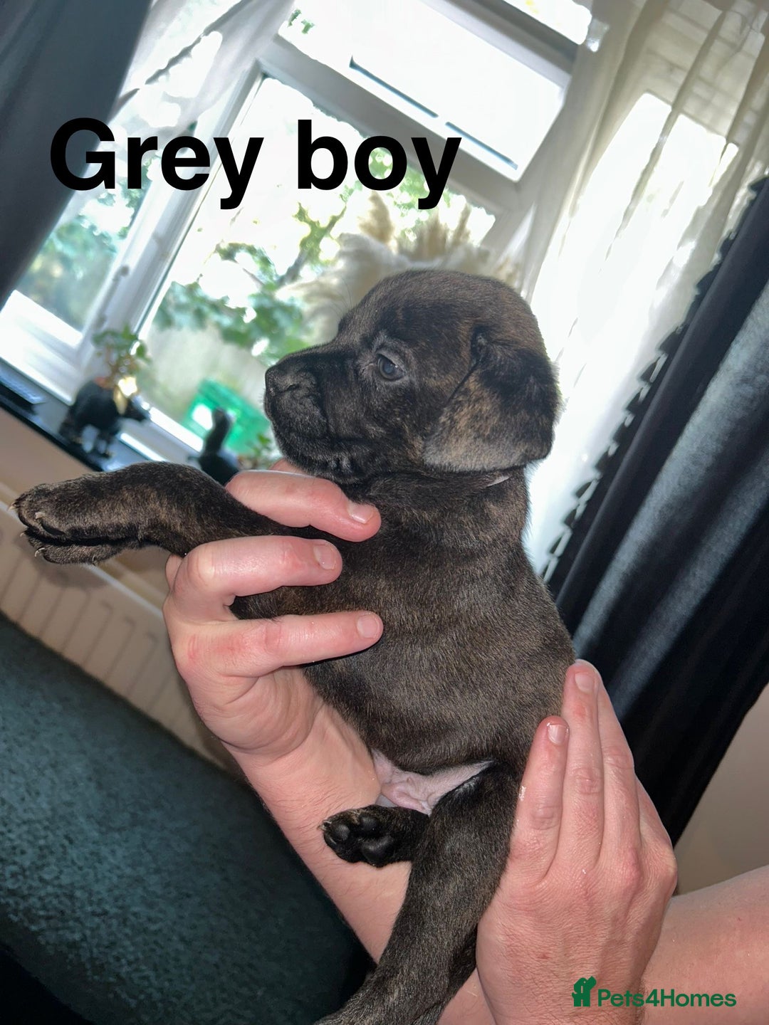 Staffordshire Bull Terrier dogs for sale: Beautiful tri and brindle staffy pups - Image 7