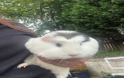 Guinea Pig rodents for sale: 4 Guinea pigs, hutches and accessories  - Image 6