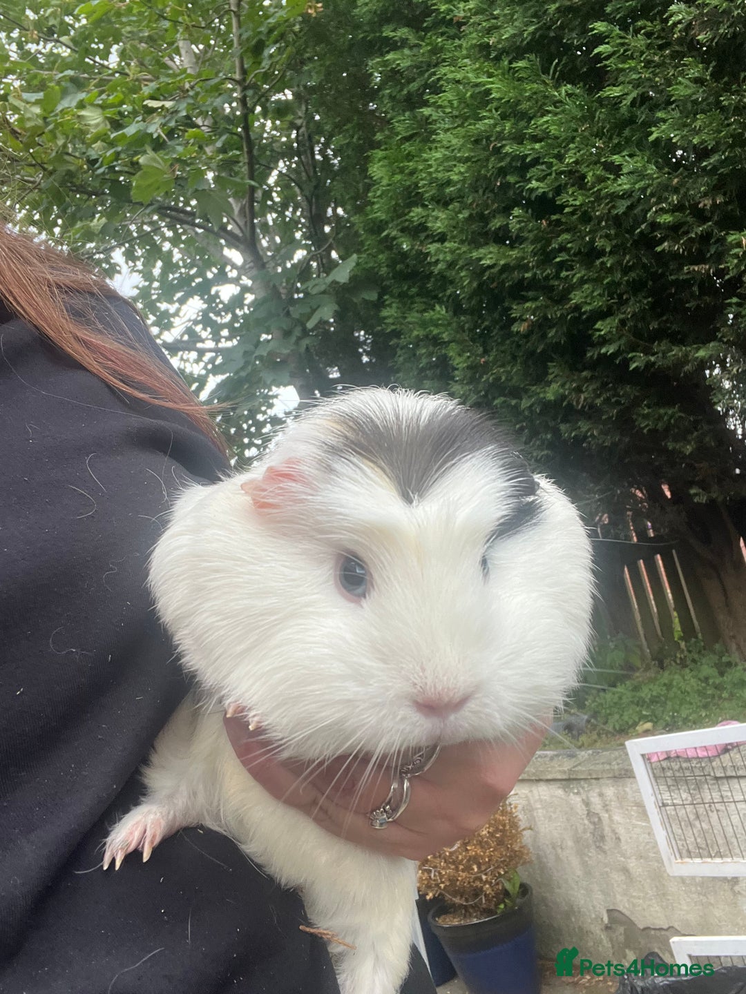 Guinea Pig rodents for sale: 4 Guinea pigs, hutches and accessories  - Image 6