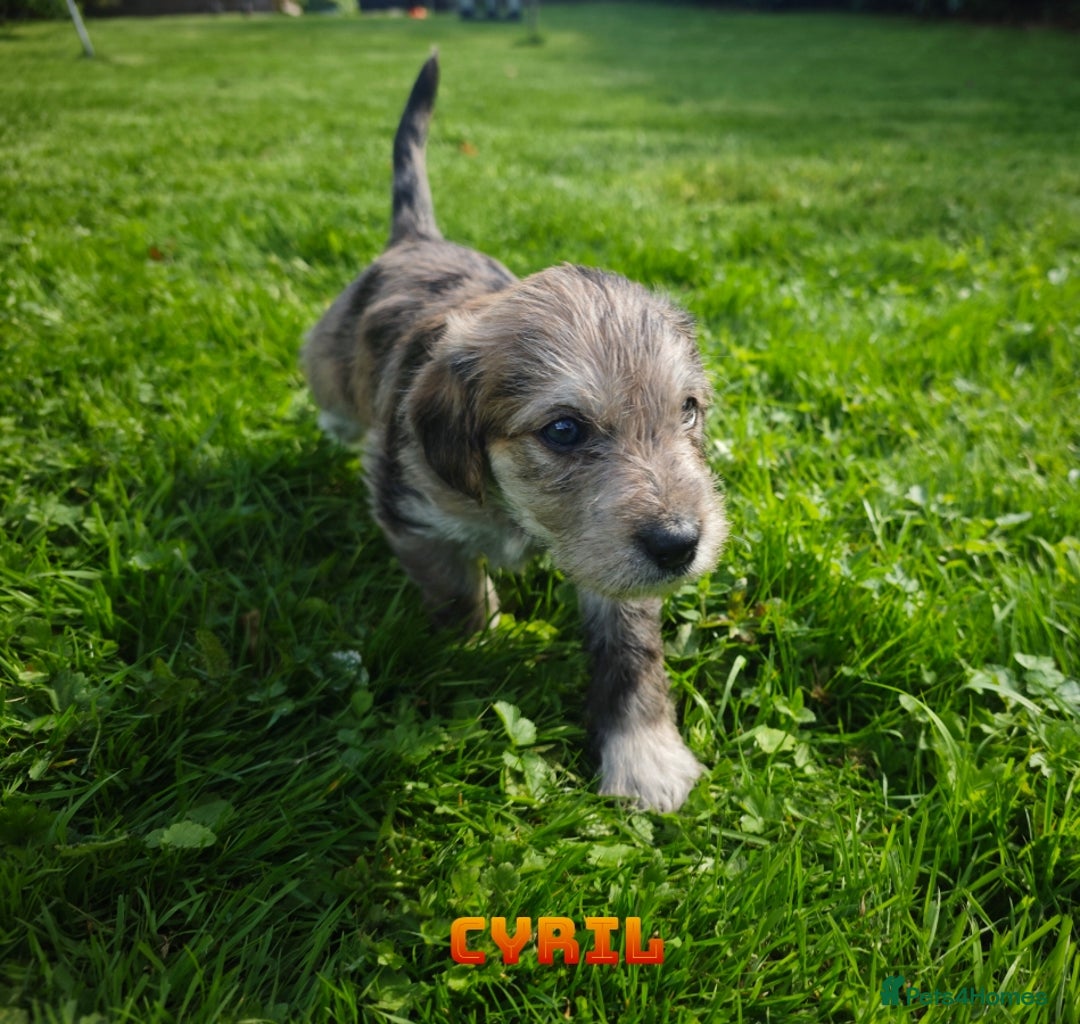 Mixed Breed dogs for sale: Parson Russell Cross Puppies  - Image 4