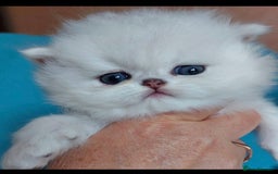 Persian cats for sale: Italian Persian chinchilla kittens♥️🐾 - Image 15