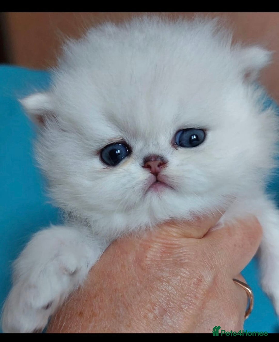 Persian cats for sale: Italian Persian chinchilla kittens♥️🐾 - Image 15