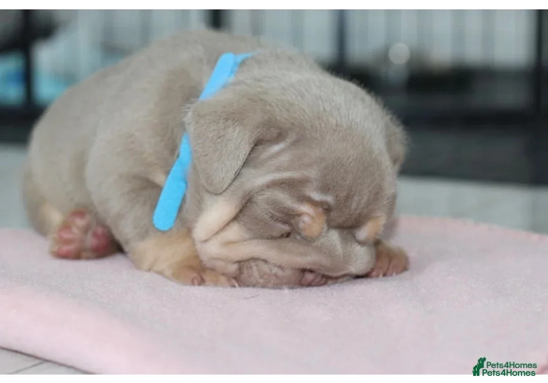 English Bulldog dogs for sale: Beautiful lilic & tan bulldog puppys - Advert 9