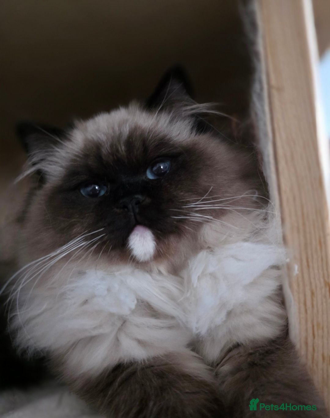 Ragdoll cats 💓Girl & boy 🩵🏆European Champion lines 💫Tica - Advert 2
