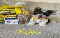Yorkshire Terrier dogs for sale: Beautiful very small xxxs Biewer Yorkshire Terrier - Image 3