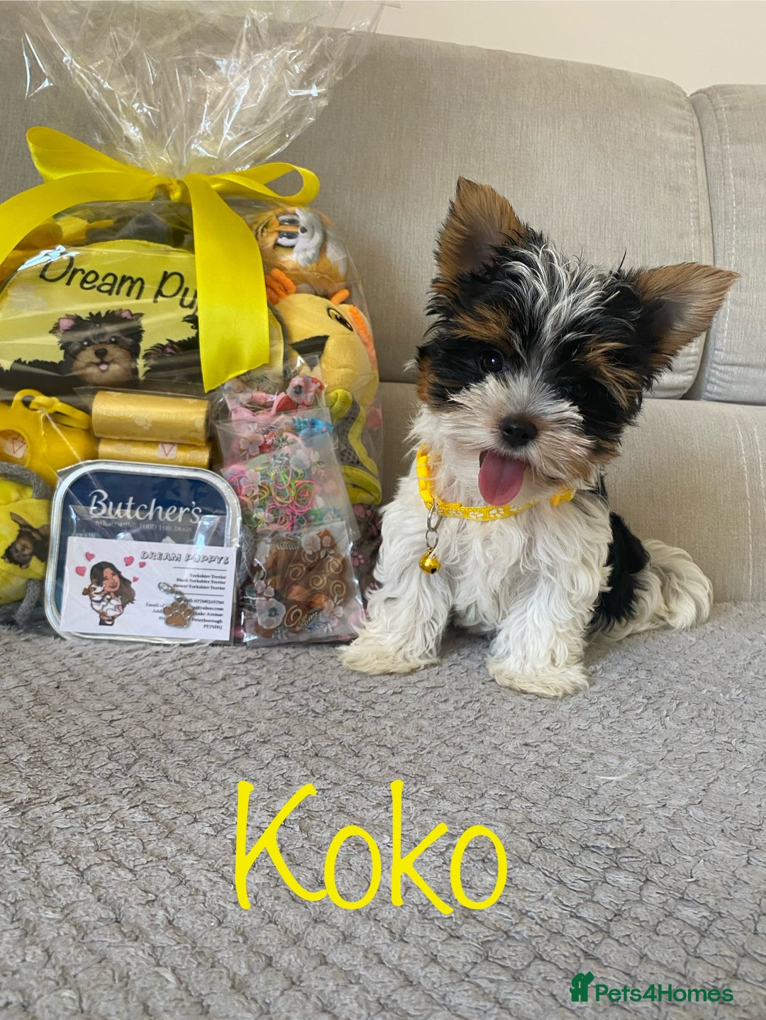 Yorkshire Terrier dogs for sale: Beautiful very small xxxs Biewer Yorkshire Terrier - Image 3