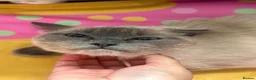 Ragdoll cats for sale: Bella - Advert 7