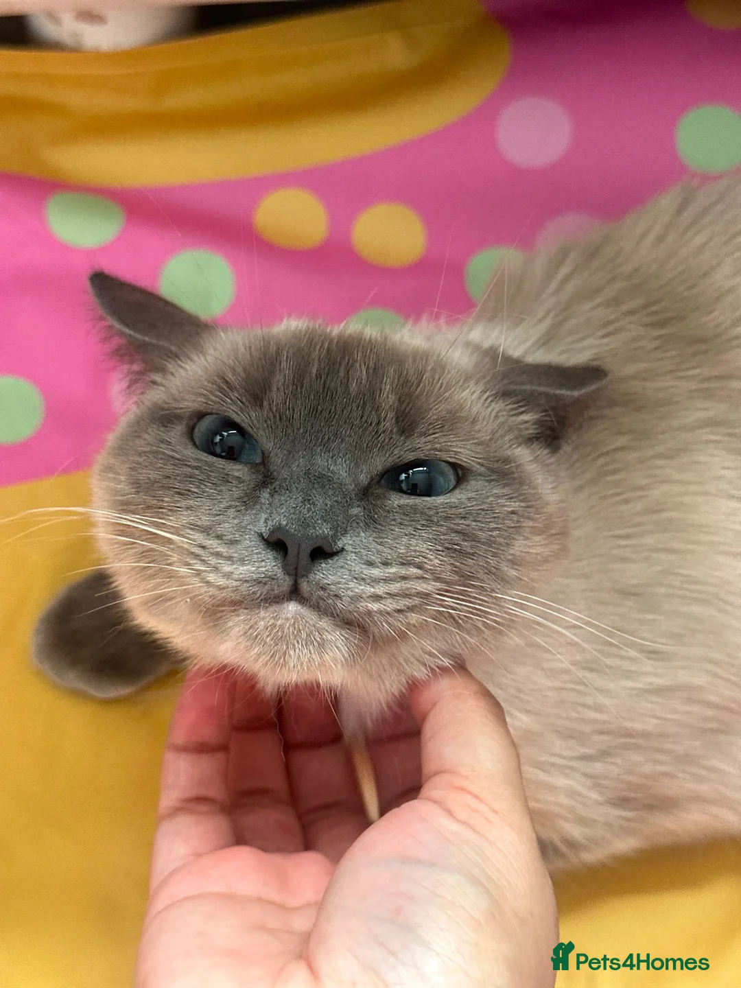 Ragdoll cats for sale: Bella - Advert 7
