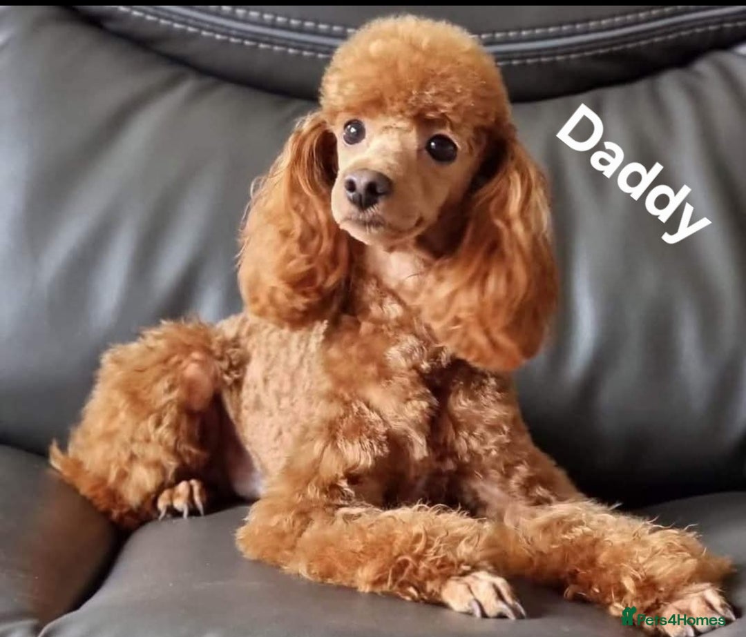 Maltipoo dogs for sale: F1 gorgeous maltipoo puppies - Image 19