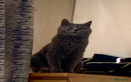 British Shorthair cats for sale: British Blue Kittens - Image 9