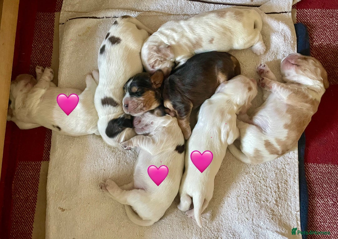 Cocker Spaniel dogs for sale: Your “furever” friend is here - Advert 21