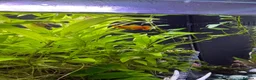 Barbs fish for sale: Full tank and set up for sale Everything included  - Advert 11