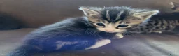 Mixed Breed cats for sale: Five adorable and playful kittens - Advert 3