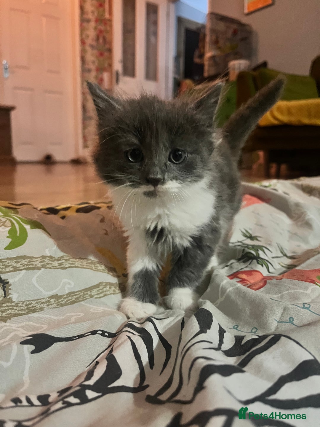 Mixed Breed cats for sale: Gorgeous family kittens nearly ready for new homes - Image 1