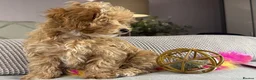 Maltipoo dogs for sale: OAKWELL RETRIEVERS ON INSTAGRAM  - Advert 17