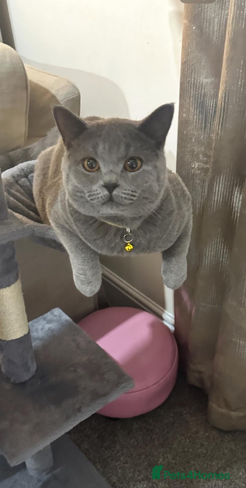 British Shorthair cats Purebred British Shorthair Male cat - Advert 3