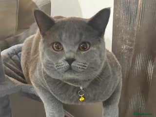 British Shorthair cats Purebred British Shorthair Male cat - Advert 12