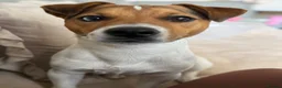 Jack Russell dogs for stud: Jack russell Stud in Salisbury - Advert 11