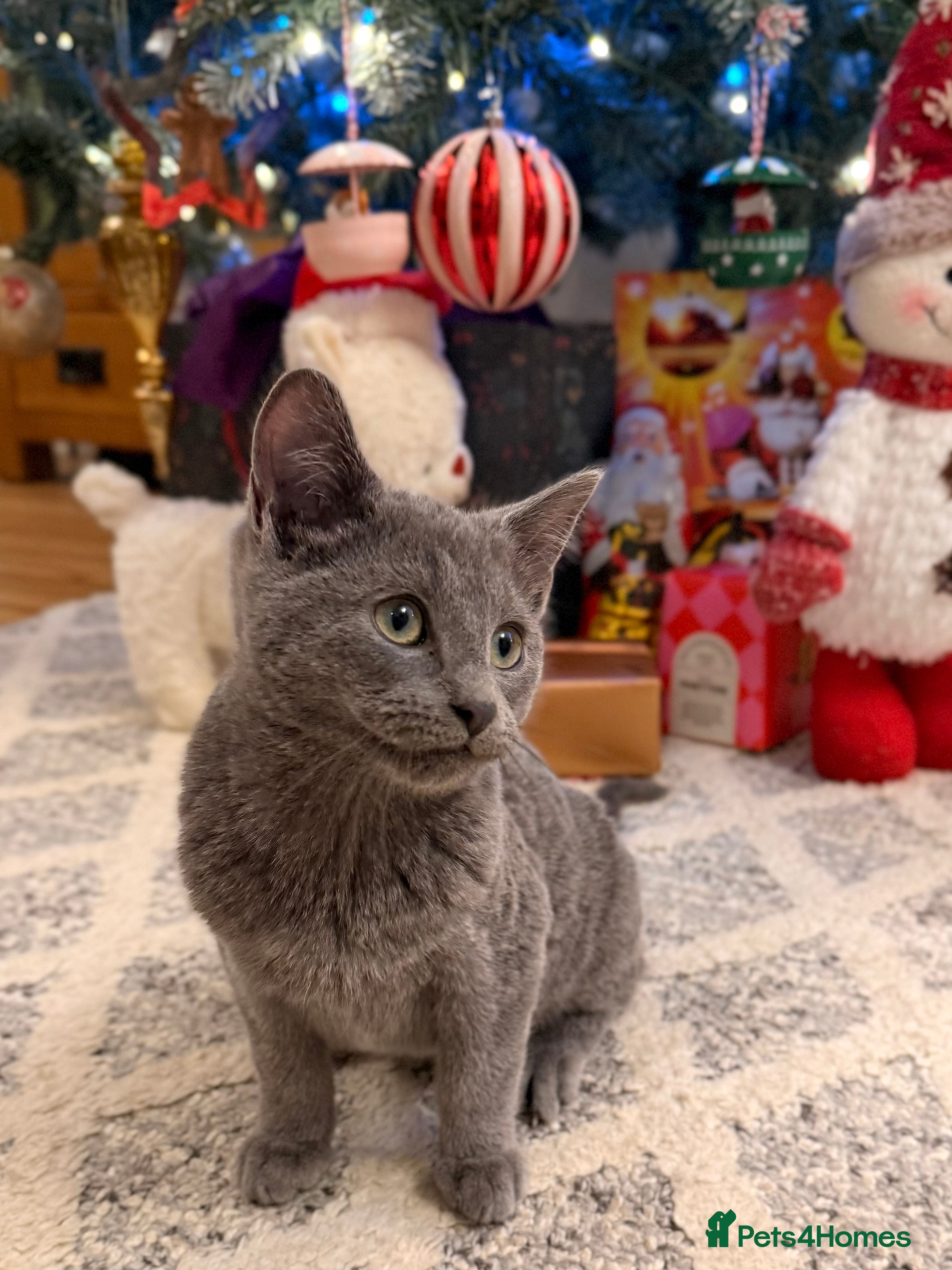 Russian Blue cats Pure Russian Blue Boy❄️ - Advert 2
