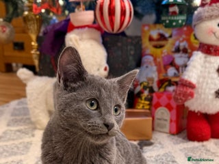 Russian Blue cats Pure Russian Blue Boy❄️ - Advert 2