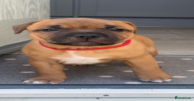 Staffordshire Bull Terrier dogs - Advert 5