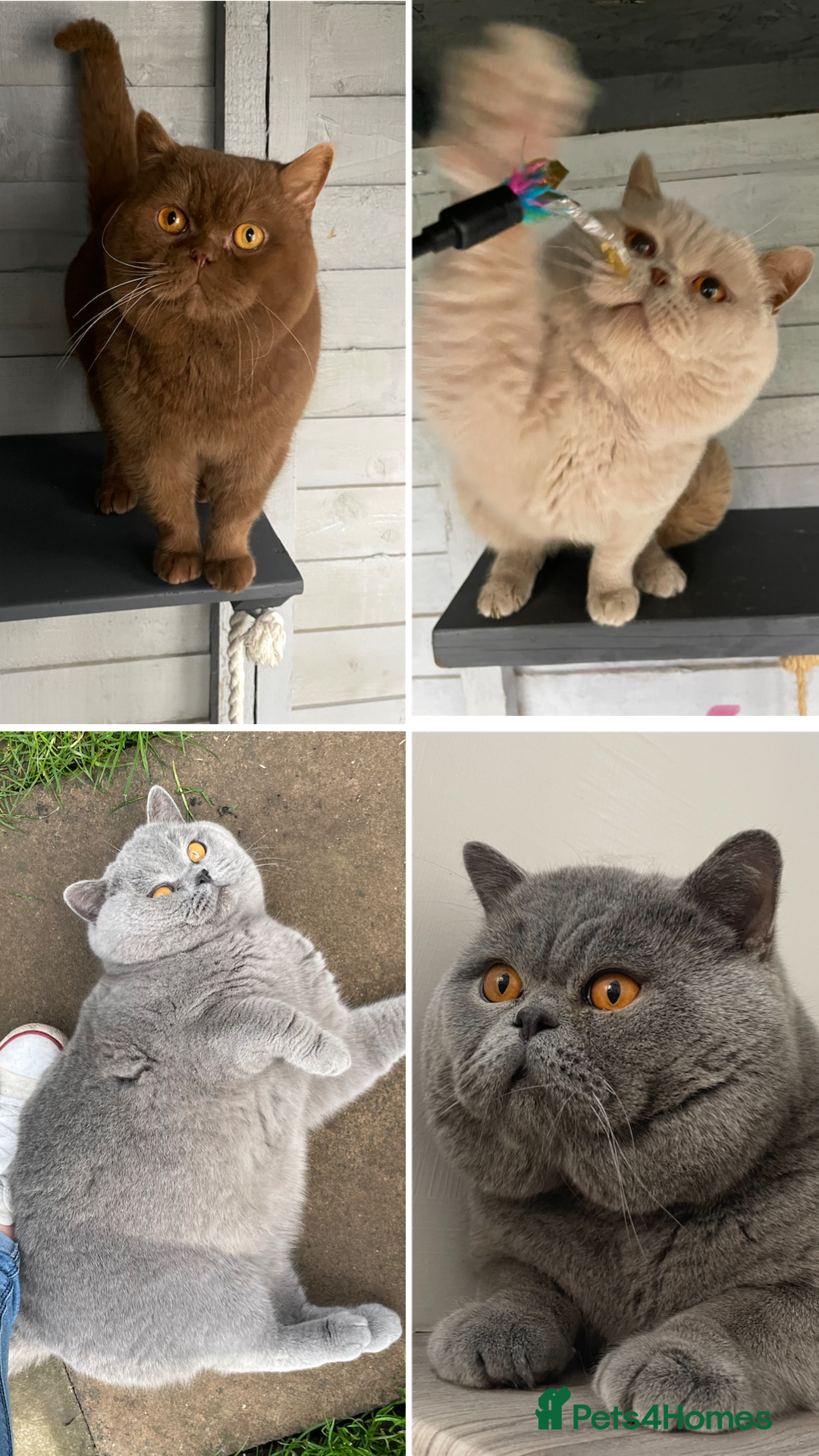 British Shorthair cats for stud: 💙 Rare cinnamon fawn blue studs East Midlands 💙 in Derby - Image 1