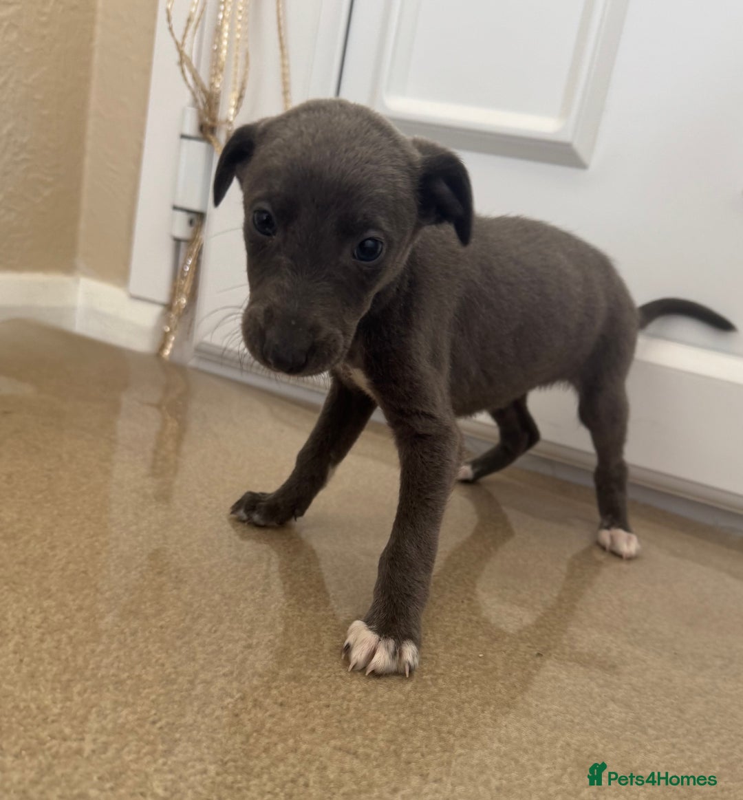 Mixed Breed dogs for sale: Stunning wiggy puppies  - Image 4