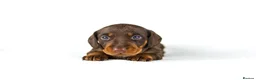 Miniature Dachshund dogs for sale: Miniature dachshund puppies  - Advert 7