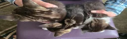 Mixed Breed cats for sale: Beautiful Bengal and Himalayan Kittens for Sale - Advert 8
