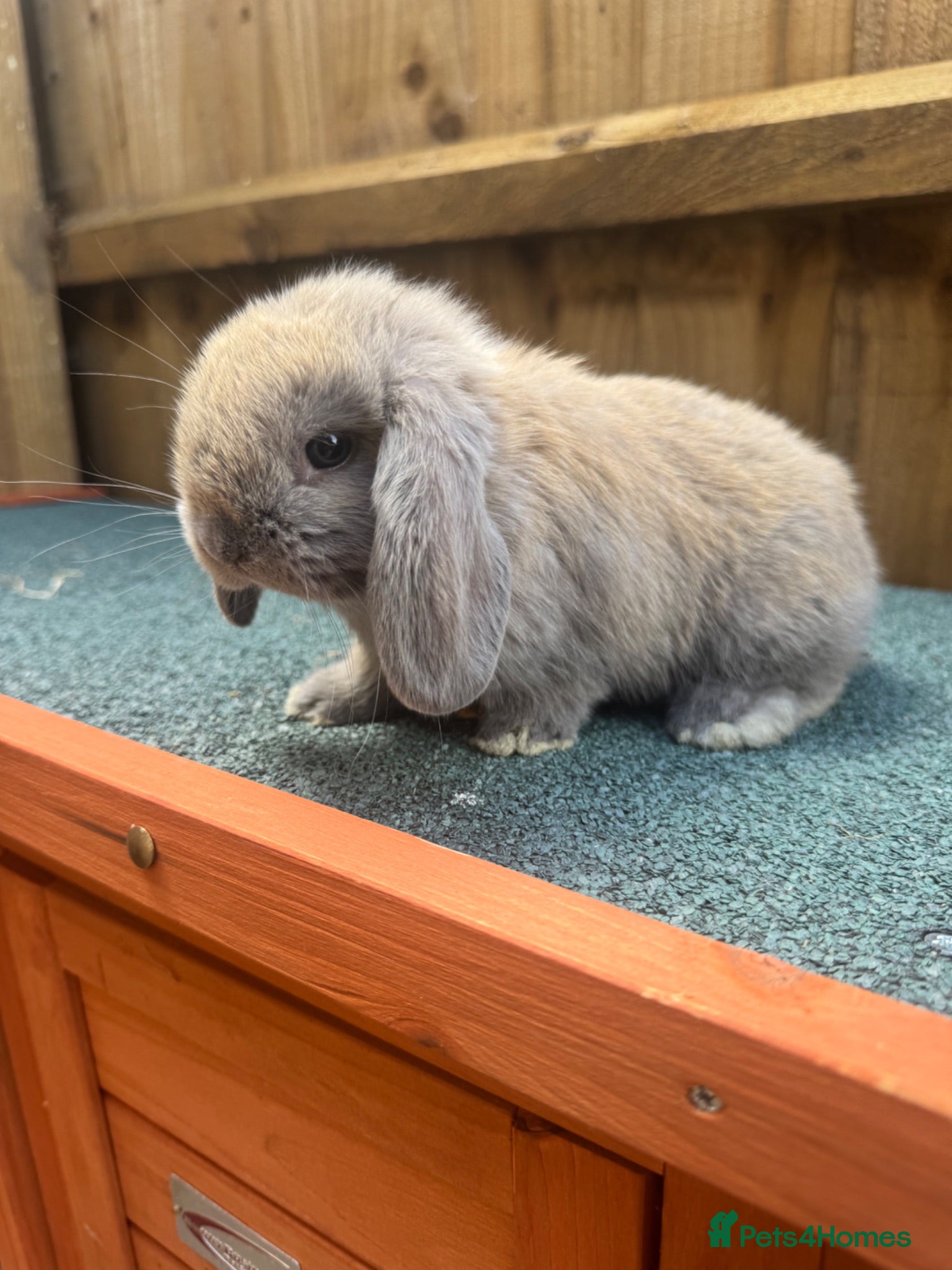 Mini Lop rabbits Mini lop bunnies - Advert 21