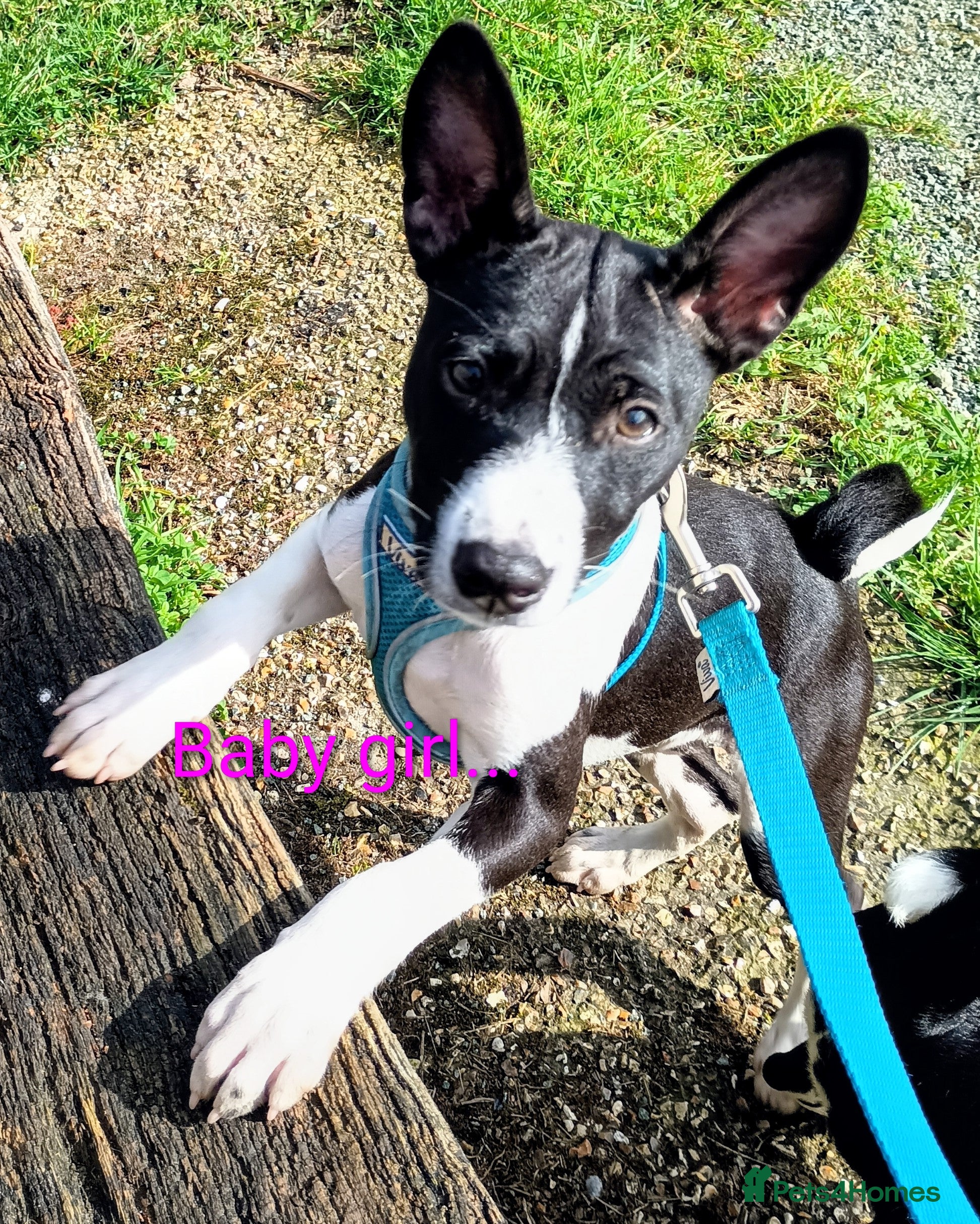 Basenji dogs Top quality lines pedigree Basenji pups.Ready now. - Advert 1