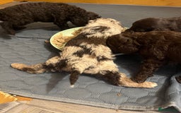 Labradoodle dogs for sale: 🐾Stunning Miniature Labradoodle F1b Puppies🐾  - Image 1
