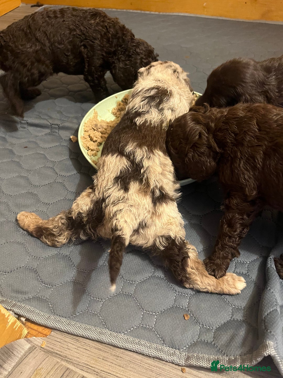 Labradoodle dogs for sale: 🐾Stunning Miniature Labradoodle F1b Puppies🐾  - Image 1