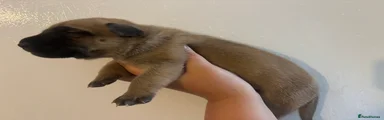 German Shepherd 9