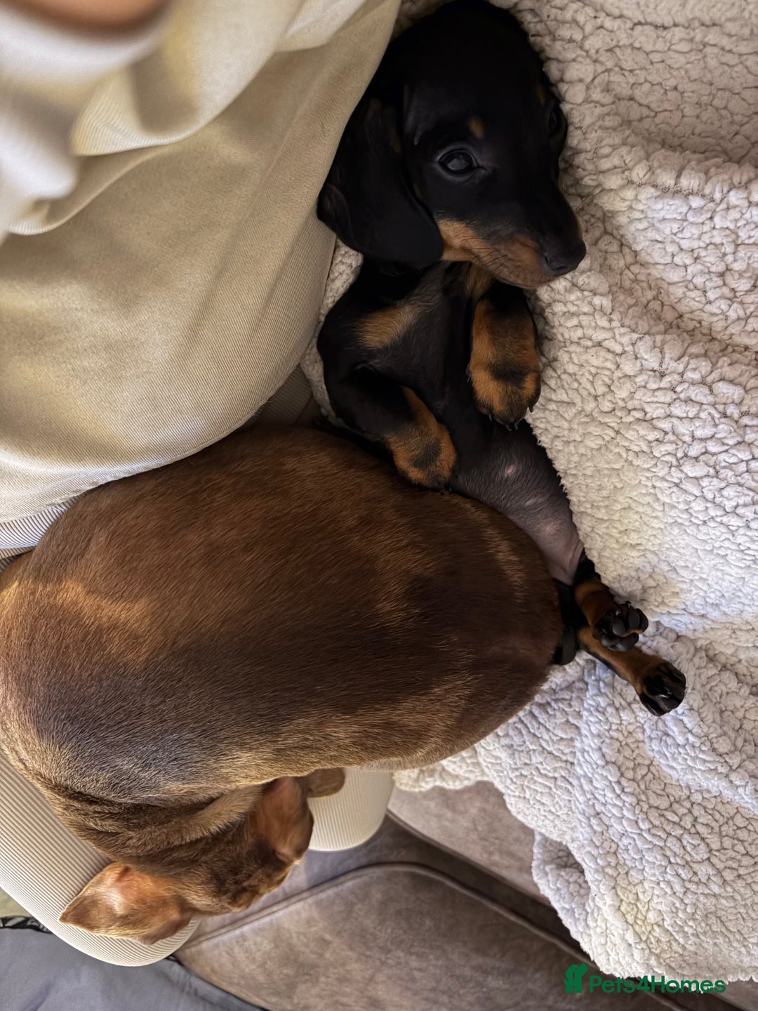 Miniature Dachshund dogs for sale: 9 week old female miniature dachshund  - Advert 3