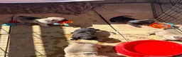 Frug dogs for sale: Last frug girl left  - Advert 4